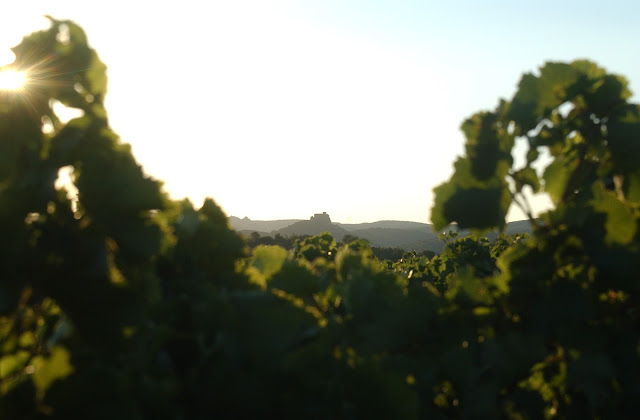 photo des vignes du domaine