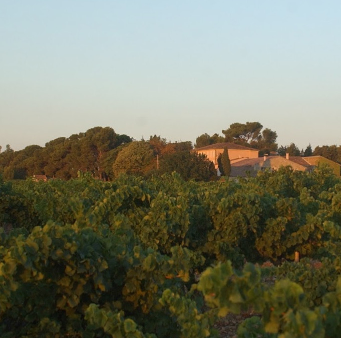 photo des vignes du domaine