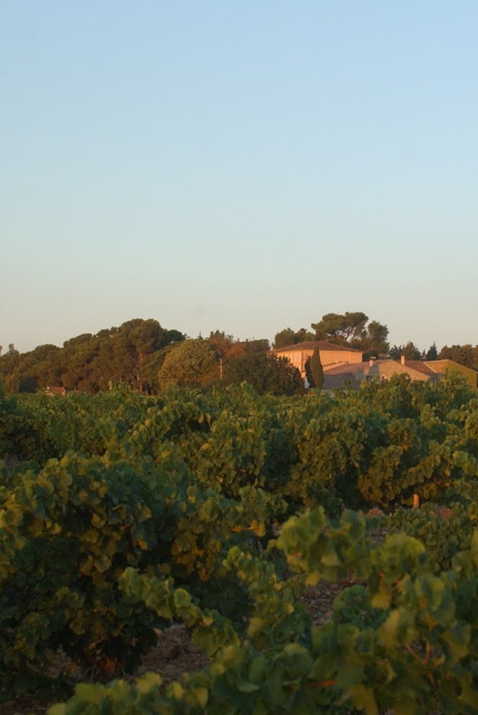 photo des vignes du domaine