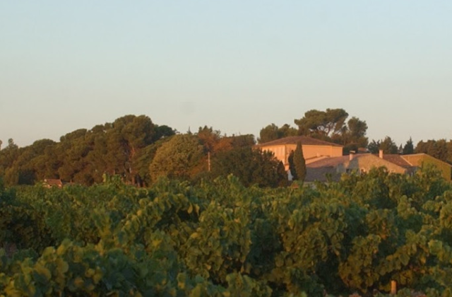 photo des vignes du domaine